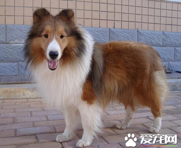 蘇格蘭牧羊犬咬家具嗎 特性就是愛亂咬東西