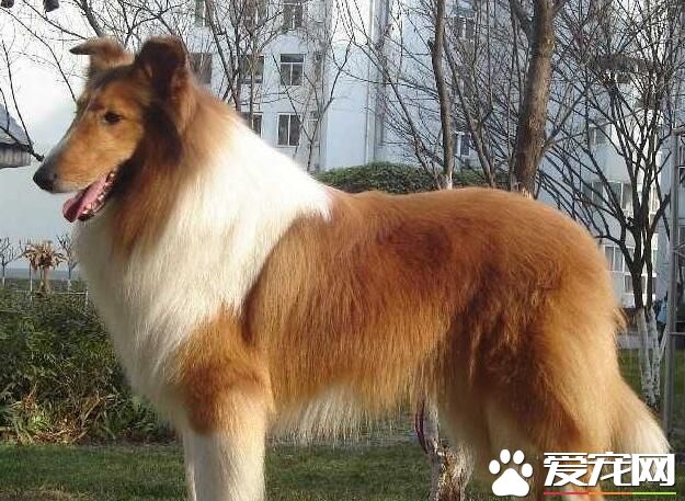 蘇格蘭牧羊犬咬家具嗎 特性就是愛亂咬東西