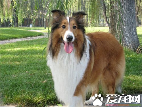 蘇格蘭牧羊犬眼睛 蘇格蘭牧羊犬眼睛特點