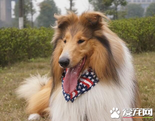 蘇格蘭牧羊犬眼睛 蘇格蘭牧羊犬眼睛特點