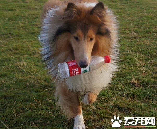 蘇格蘭牧羊犬眼睛 蘇格蘭牧羊犬眼睛特點