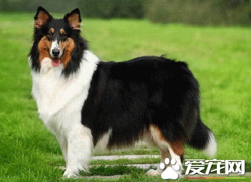 蘇格蘭牧羊犬喜歡吃什麼 四種配方狗糧