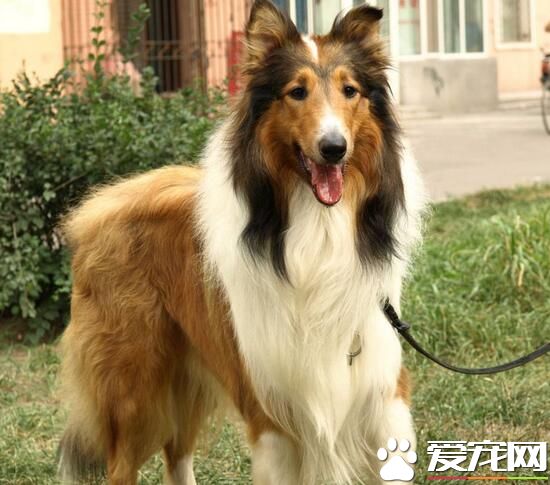 蘇格蘭牧羊犬喜歡吃什麼 四種配方狗糧