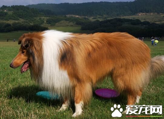 蘇格蘭牧羊犬喜歡吃什麼 四種配方狗糧