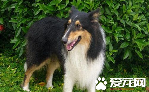 蘇格蘭牧羊犬習性 蘇牧是非常溫順可愛的狗狗