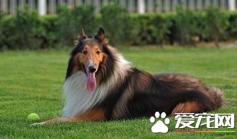 蘇格蘭牧羊犬習性 蘇牧是非常溫順可愛的狗狗