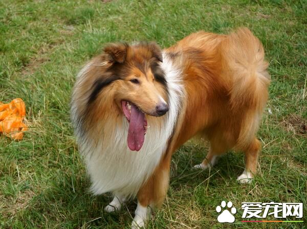 蘇格蘭牧羊犬習性 蘇牧是非常溫順可愛的狗狗