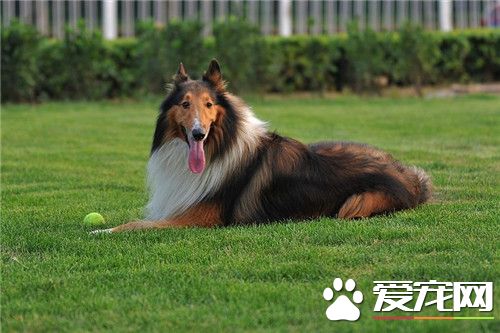 蘇格蘭牧羊犬晚上老叫 在發情的時候是會隨意叫