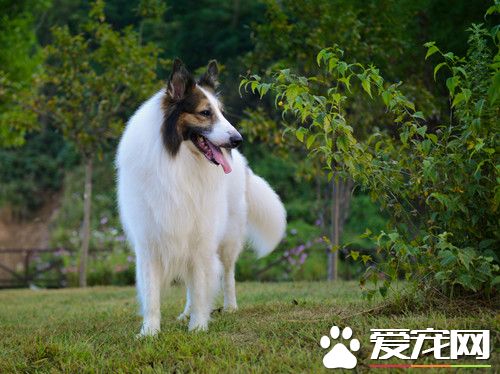 蘇格蘭牧羊犬晚上老叫 在發情的時候是會隨意叫