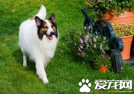 蘇格蘭牧羊犬晚上老叫 在發情的時候是會隨意叫