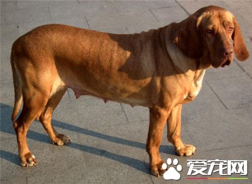 尋血獵犬適合部隊嗎 尋血獵犬可以做警犬