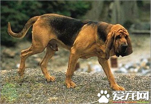 尋血獵犬適合家養嗎 很容易和人相處在一起