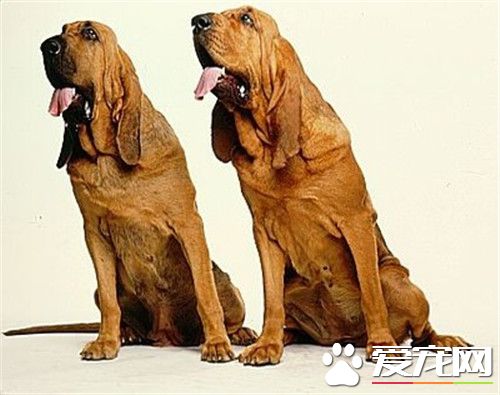 尋血獵犬體味重嗎 尋血獵犬的優點缺點