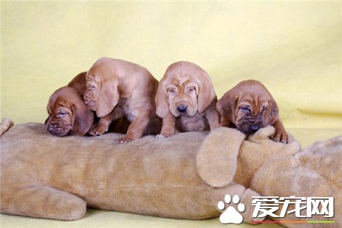 尋血獵犬喂飯可以 最好還是用狗糧喂養
