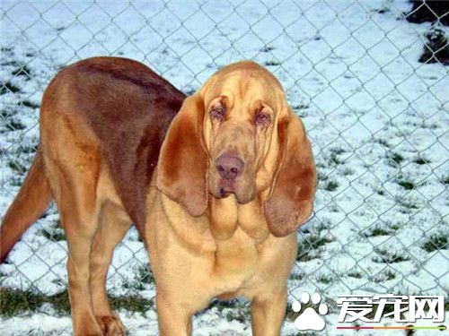 尋血獵犬喜叫程度 比較不太喜歡大叫的狗狗