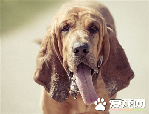 尋血獵犬習性 與人類相處則忠誠且善良
