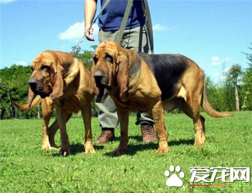 尋血獵犬性格 尋血獵犬的性格溫順和善