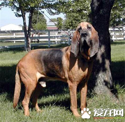 尋血獵犬有攻擊性嗎 大多數都缺乏攻擊能力
