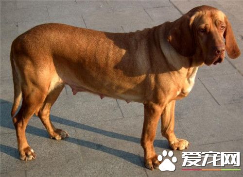 尋血獵犬與維茲拉區別 尋血的鼻頭多是黑色的