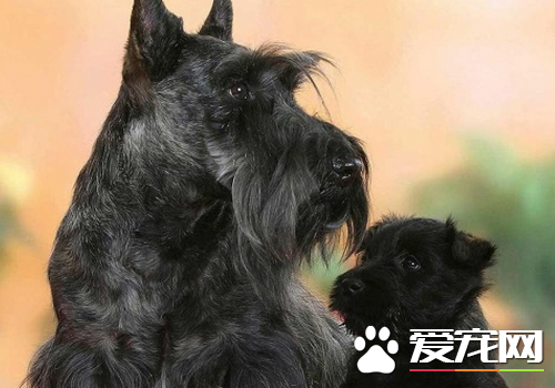 蘇格蘭牧羊犬腿短 腿前肢直且肌肉發達