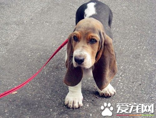 尋血獵犬耐熱嗎 狗狗非常怕熱耐熱性不好