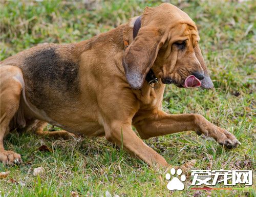 尋血獵犬最喜歡的食物 尋血獵犬喜歡的七種食物