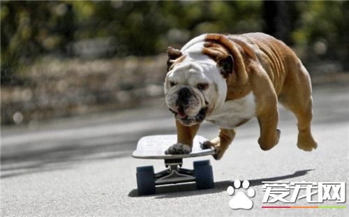 英國斗牛犬喂食 英國斗牛犬的喂食選擇