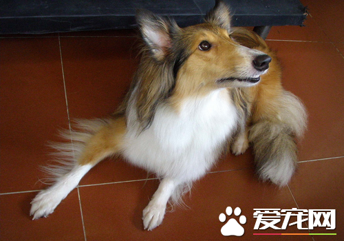 喜樂蒂牧羊犬聰明嗎 喜樂蒂犬智商很高