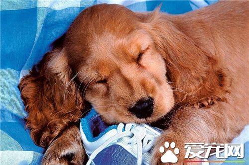 英國可卡犬的缺點有哪些 可卡犬比較好動