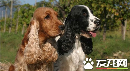 英國可卡犬是巨型犬麼 英國可卡犬是中型犬