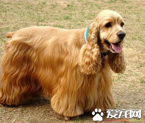 英國可卡犬肩高多少 肩高為16到17英寸左右