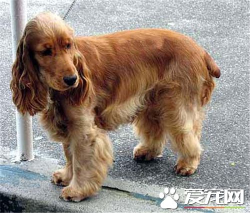 英國可卡犬好養麼 英國可卡犬還是比較好養的