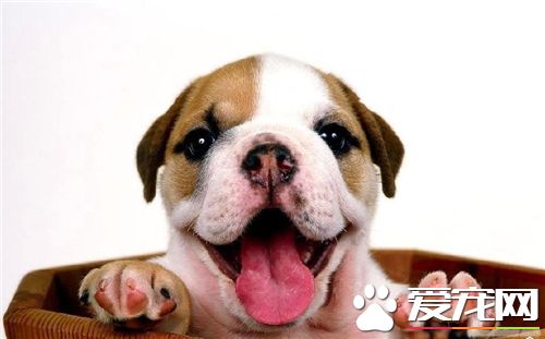 幼犬英國斗牛犬 如何飼養英國斗牛犬幼犬