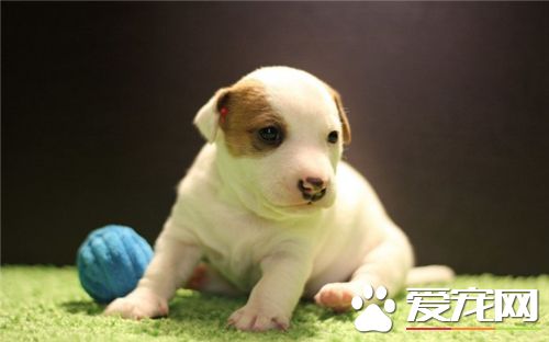 幼年牛頭梗一天幾頓 從小養成按時喂飯的習慣