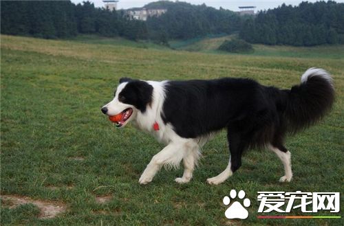 有短毛邊境牧羊犬嗎 短毛邊牧中國基本很少見