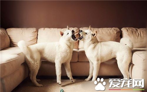 有純白色的秋田犬嗎 秋田犬其實是有白色的