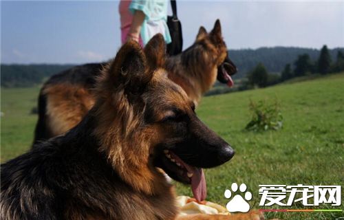 有多少種德國牧羊犬 現在的德牧分長毛和短毛