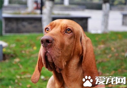 英國尋血獵犬的用途 可以用來追蹤小偷