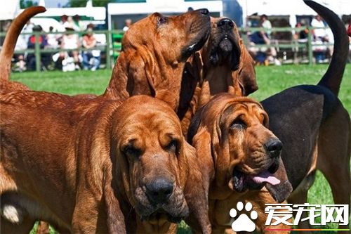 英國尋血獵犬飯量 尋血獵犬食量還是比較大的