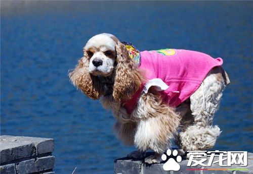 英國可卡犬有黑色的嗎 英國可卡犬的毛色是多樣的