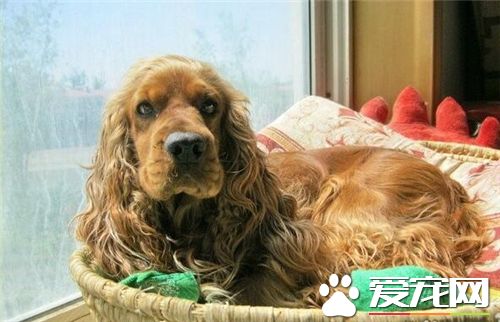 英國可卡犬一天喂幾次 英國可卡犬的飲食量