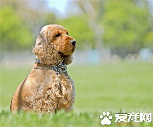 英國可卡犬怎麼養 每天需喂食肉類250到350克