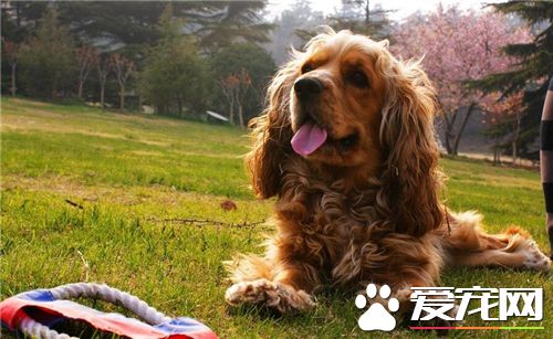 英國可卡犬需要修毛嗎 英國可卡犬修毛的好處