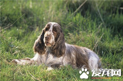 英國可卡犬怎麼樣 怎麼選購英國可卡犬
