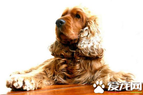 英國可卡犬怎樣美容 每天應為其進行梳理刷毛