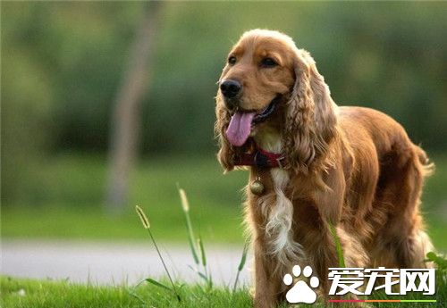 英國可卡犬智商排第幾名 性情溫和聰明機靈