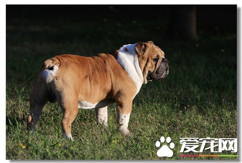 英國斗牛犬幼犬一天喂多少呢 一天4到5次