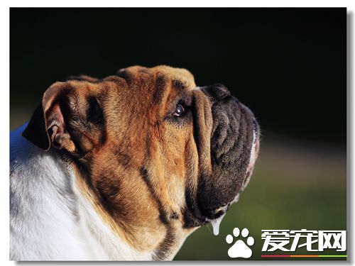 英國斗牛犬有多長 體長身高在51到64厘米