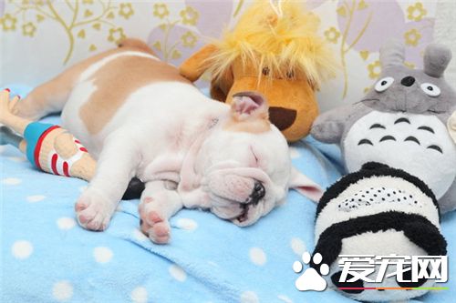 英國斗牛犬咬人嗎 一般不會亂咬人的