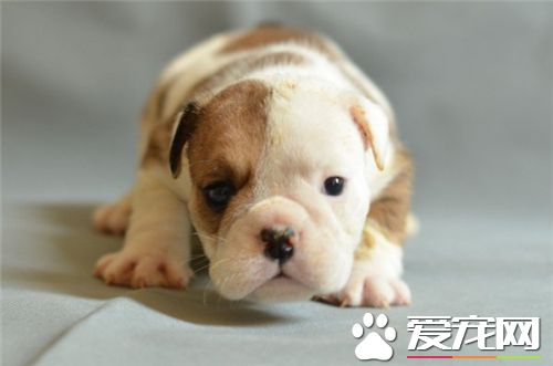 英國斗牛犬需要補鈣嗎 最好能給他們補充點鈣